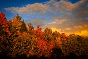 Golden Hour in the Treetops