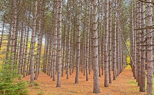 Symmetry of the Woods