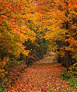 Pathway to Autumn