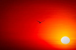 Flight Into the Fire Sky