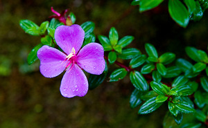 Purple Blossom After Rain
