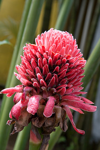 Torch Ginger Bloom