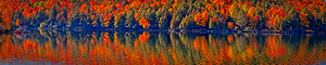 Autumn Forest Reflection