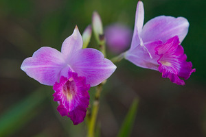 Purple Orchid Pair