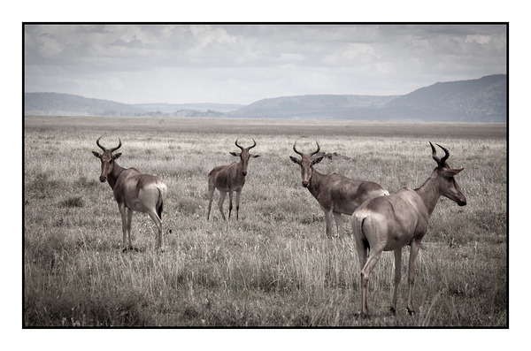 Antelope on the Plains Print