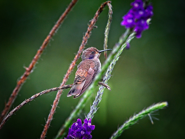 Dance of Nectar Print