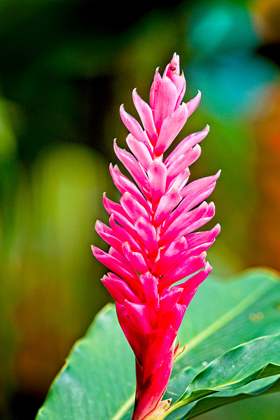 Jungle Bloom Elegance Print