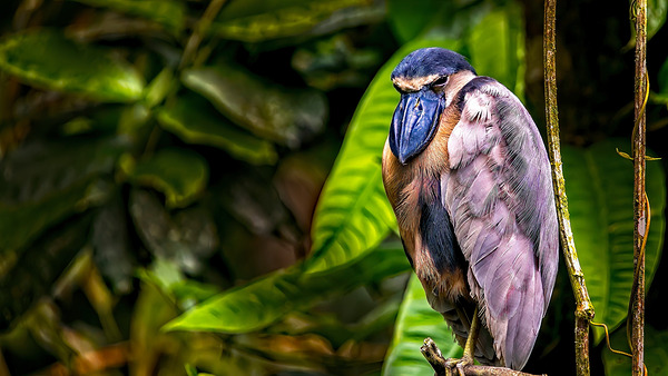 The Rainforest Dreamer Print