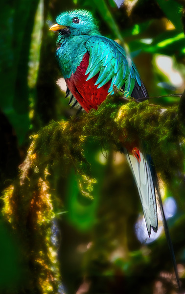 Jewel of the Cloud Forest Print