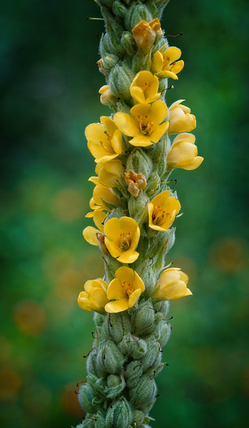 Vertical Symphony of Yellow Blooms Print