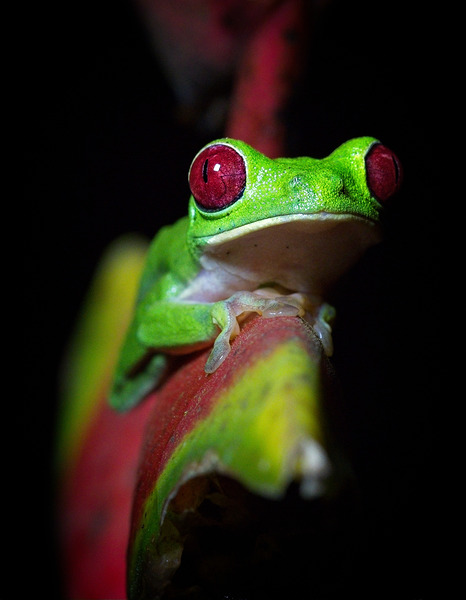 Red-Eyed Tree Frog Print