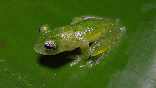 Glass Frog on Leaf Print