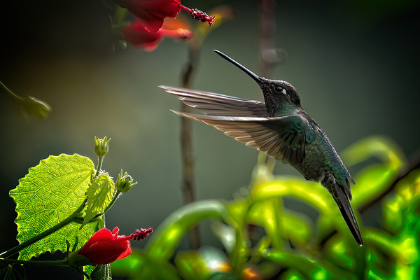 The Nectar Dancer Print