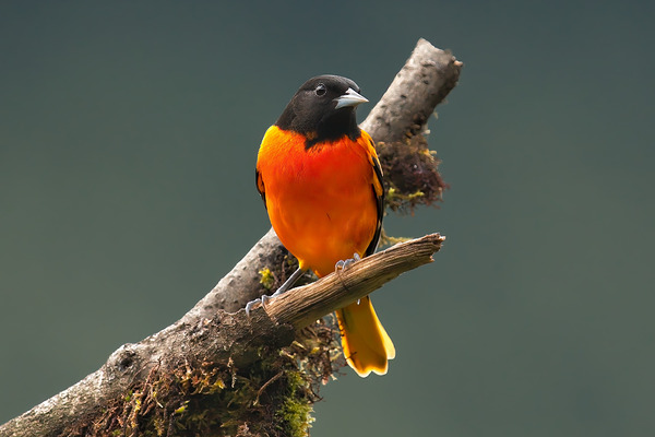 Fire in the Canopy Print