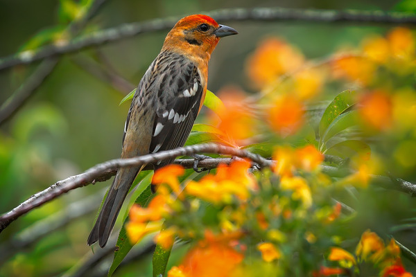 Firecrest in Bloom Print
