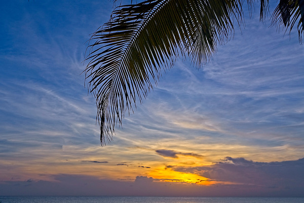 Palm-Framed Sunset Print