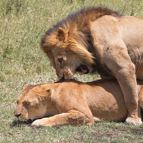 The Lions Claim Print