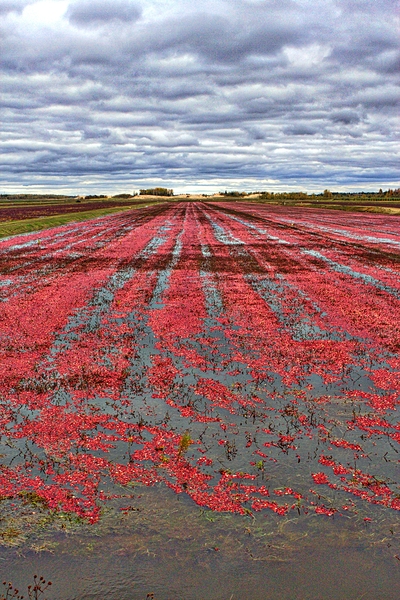 Crimson Harvest Print