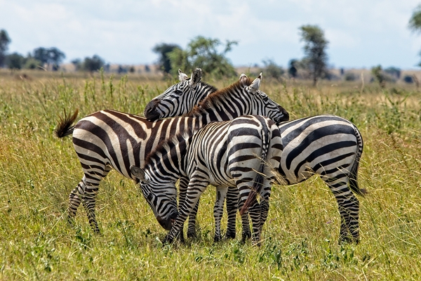 Striped Harmony Print