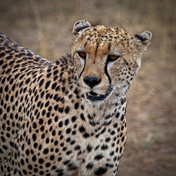 Cheetah Portrait Print