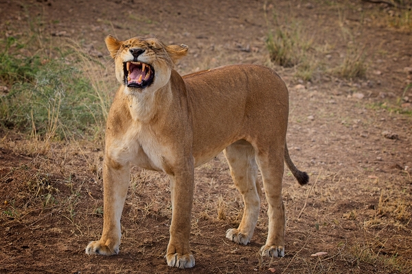 Roar of the Morning Print
