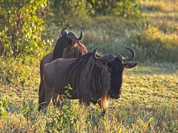Wildebeest Pair Print