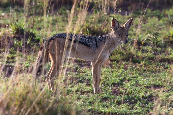 Jackal in the Grass Print