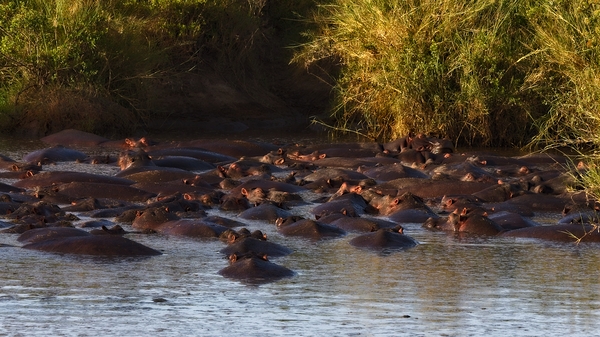 The Hippo Crowd Print