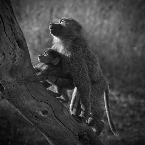 Baboons in Morning Light Print