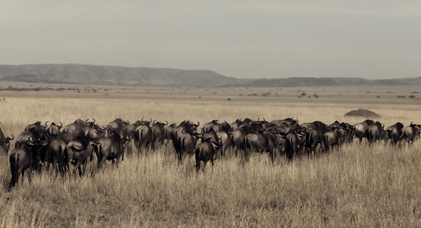 Wildebeest Migration Line Print