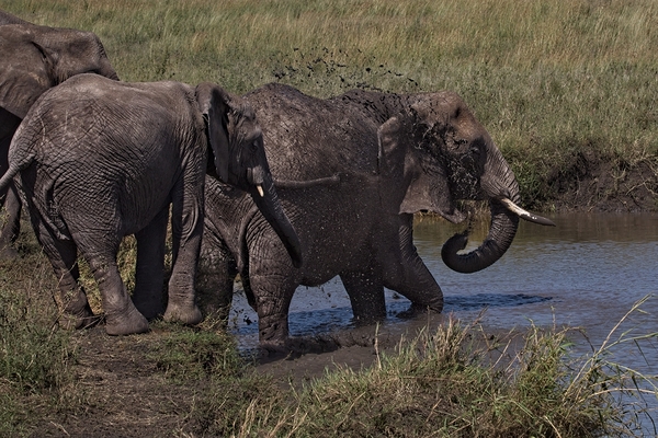 Mud Bath Ritual Print