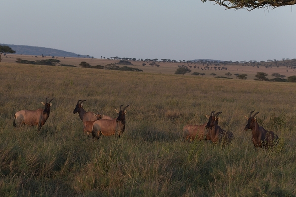 Sentinels of the Plains Print