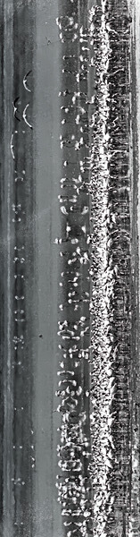 Flame of the Canopy Print