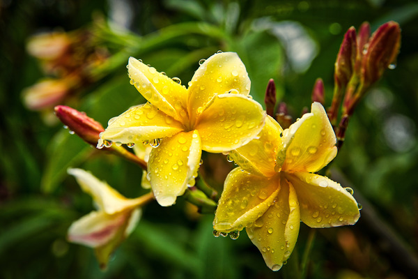 Yellow Plumeria After Rain Print