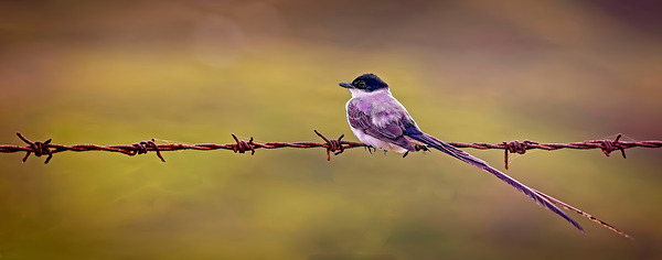 Feathered Sunset Print