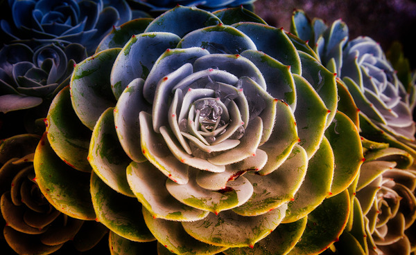 Radiant Succulent Spiral Print