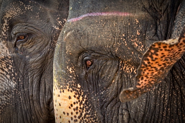 Ancient Companions Print