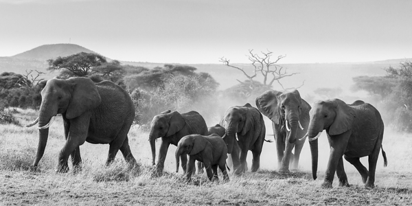 March of the Matriarchs Print