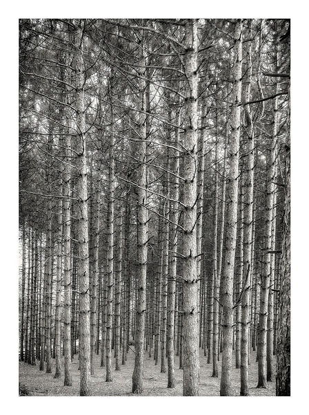 Forest Patterns Print