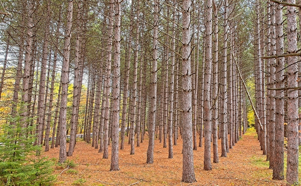 Symmetry of the Woods Print