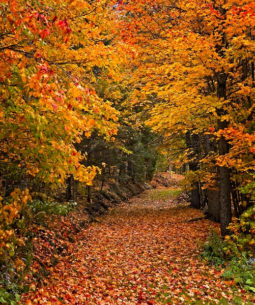 Pathway to Autumn Print