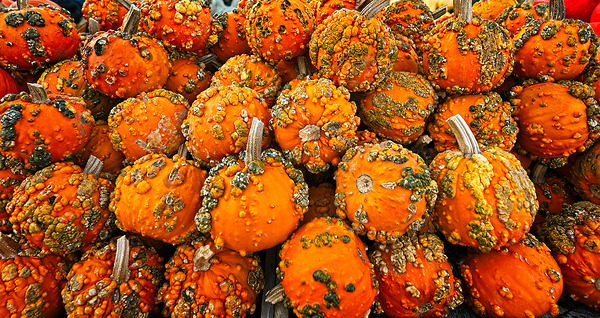 Autumn Harvest Glow Print