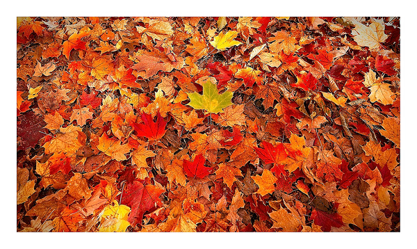 Autumn Carpet Print