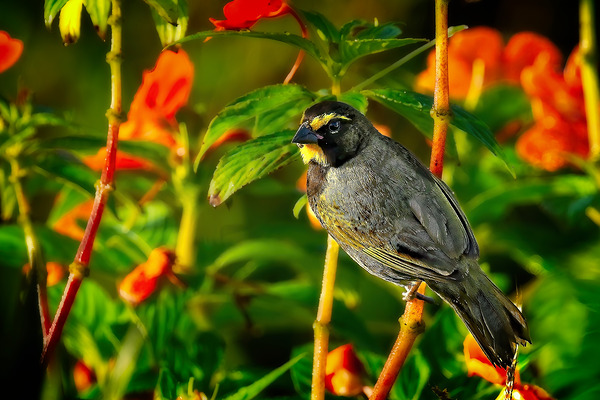 Sunlit Garden Glow Print