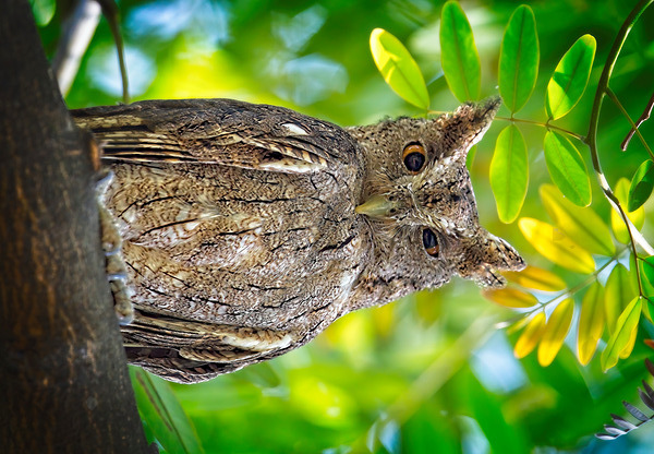 Silent Sentinel Print