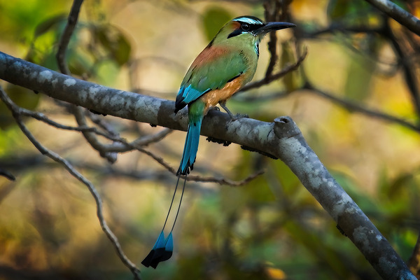 Tropical Whisper Print