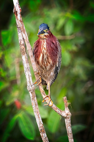 Little Forest Acrobat Print
