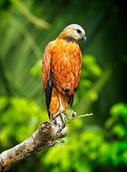 Golden Forest Guardian Print