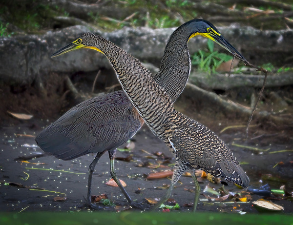 The Twin Dancers Print
