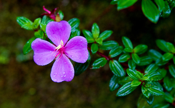 Purple Blossom After Rain Print